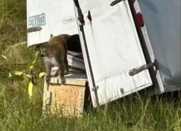 Macaco infectado com hepatite, herpes e Covid-19 foge após acidente e mobiliza autoridades nos EUA