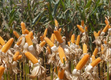 Expedição Safra Goiás inicia nova etapa para avaliar milho, sorgo e girassol em 19 municípios