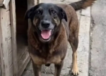 A CRUELDADE SILENCIOSA: O CASO DO CÃO ORELHA E A RESPONSABILIDADE SOCIAL