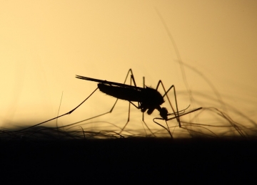 Caminhada contra o Aedes Aegypti deve passar por 12 bairros em Rio Verde 