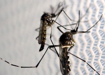 Goiânia lidera ranking de mortes por dengue em Goiás