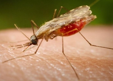 Mulher morre após complicações de malária em Anápolis