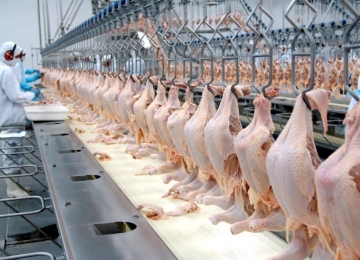 IBGE divulga crescimento no abate de bovinos, suínos e frangos
