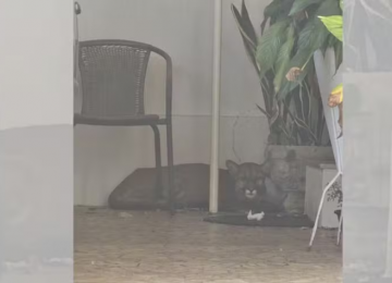 Onça-parda é encontrada em garagem de casa e idoso quase não percebe em SP; confira