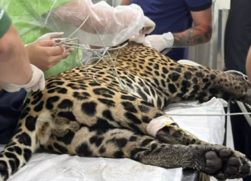 Onça-pintada é resgatada sem forças em rio após levar tiro na cabeça em Manaus