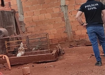 Operação da Polícia Civil encontra rinha de galos em Itumbiara