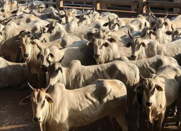 Brasil tem mais gado do que habitantes, aponta pesquisa do IBGE