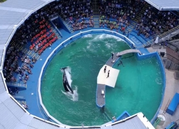 Após 52 anos em cativeiro, orca atração do SeaWorld será libertada nos EUA