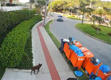 Defesa divulga vídeo e contesta versão da polícia no Caso Orelha, em Florianópolis