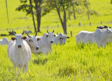 IBGE indica que estado de Goiás possui o segundo maior plantel de bovinos do Brasil