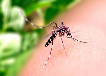 Pesquisa do Instituto Butantan trabalha no desenvolvimento de vacina contra a Dengue
