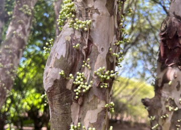 Pesquisas da UEG impulsionam conservação do Cerrado