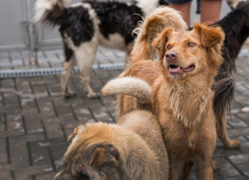 O PERIGO DOS ANIMAIS ABANDONADOS NAS RUAS DE RIO VERDE