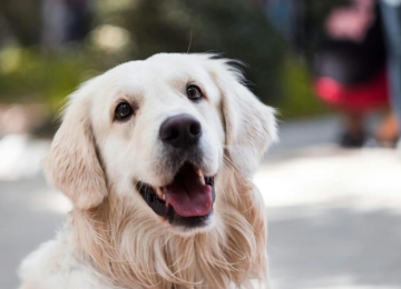 Mel, Luna e Thor estão entre os nomes de pets mais populares no Brasil, aponta pesquisa