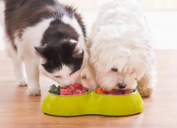 Alimentos comuns da dieta humana podem ser tóxicos para os pets