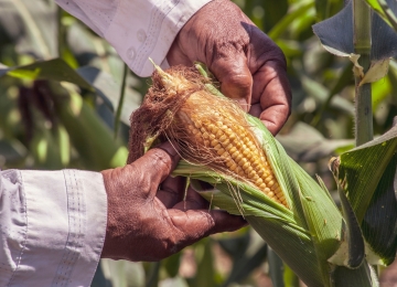 Chuvas irregulares podem afetar a produção de grãos em Goiás