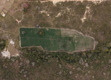 PF encontra plantação com 40 mil pés de maconha durante operação em fazenda de MG