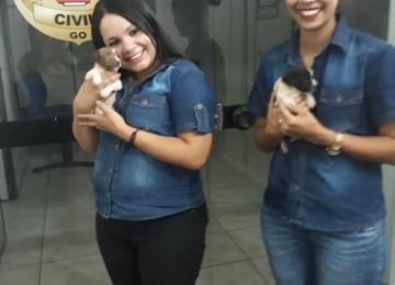 Polícia de Rio Verde cede abrigo e ajuda em doação para cadela e filhotes abandonados