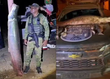 Pirarucu de mais de 100 kg é apreendido durante fiscalização ambiental em Bonópolis