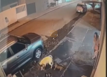 Pitbull ataca e mata cachorra; tutora pede medida protetiva em Jataí