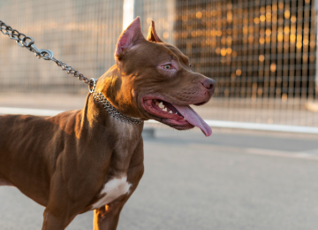 TER PITBULL COMO PET: UMA REFLEXÃO NECESSÁRIA