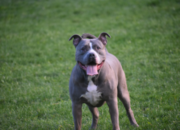 Laudo aponta que pit bull foi morto a tiros em Mineiros; versão inicial é contestada