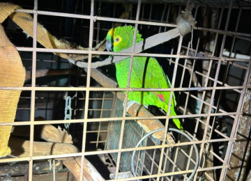 PM encontra papagaio em situação de maus tratos e prende mulher em residência por tráfico no Nilson Veloso
