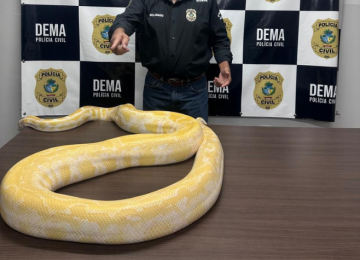 Polícia Civil de Goiás apreende cobra píton sem documentação e origem