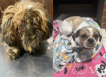 Cachorro abandonado em condições insalubres ganha novo lar e família, em Rio Verde