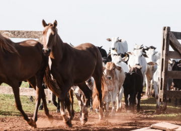 Prazo para vacinação contra a raiva de herbívoros termina no dia 15 de dezembro, em Goiás