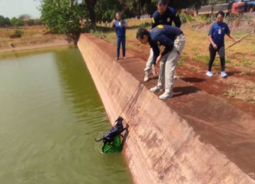 PRFs salvam cachorrinha que caiu em tanque de água em Jataí