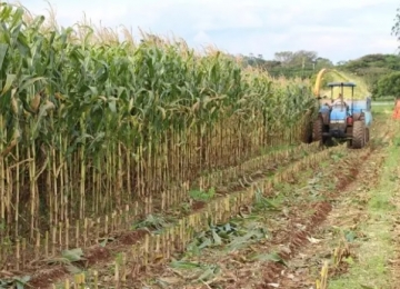 Pequenos produtores rurais de Rio Verde recebem auxílio na produção de silagem