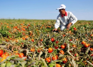 Agrodefesa alerta produtores para cadastro de propriedades e áreas plantadas de tomate