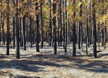 Queimadas atingem floresta que dá origem a lápis de cor em Minas Gerais