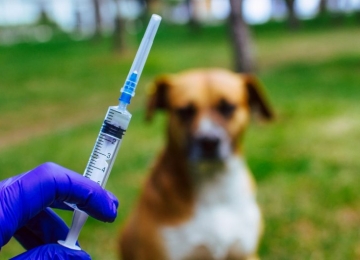 Mutirão de vacinação antirrábica acontece nesta segunda-feira (26) na Lagoa do Bauzinho