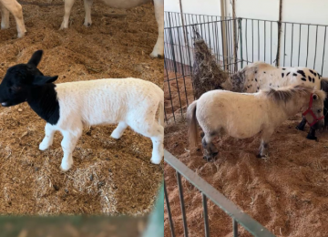 Rancho do Peãozinho leva animais e experiências do agro para crianças na Expo Rio Verde 2026