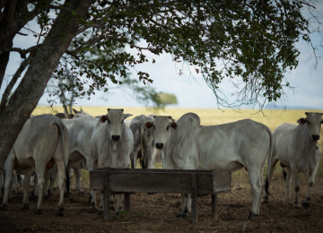 Rebanho bovino de Goiás chega a 22,7 milhões de cabeças em 2024, segundo Agrodefesa