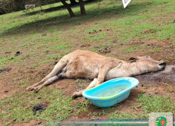 Rebanho bovino em estado de debilidade é flagrado pela PM em propriedade rural em Montividiu