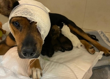 Cadela recolhida pela Polícia por maus tratos em Rio Verde, dá à luz cinco filhotes