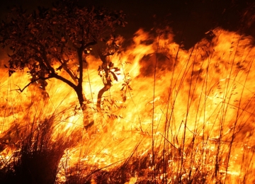 Registros dos Bombeiros indicam queda de 9% nos incêndios florestais em Goiás