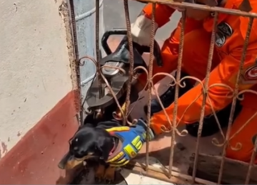 Cachorro fica preso em grade de portão e é resgatado pelos bombeiros em Jataí