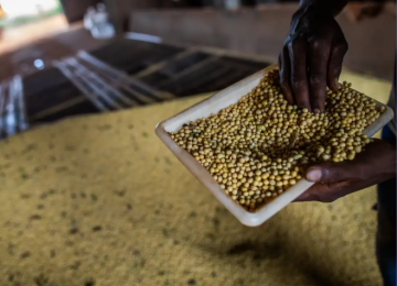 Rio Verde e Cristalina se destacam entre as 10 maiores potências agrícolas do Brasil; confira o ranking