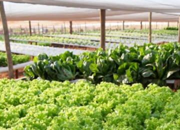 Rio Verde fortalece segurança alimentar e cria novos instrumentos de apoio à agricultura familiar