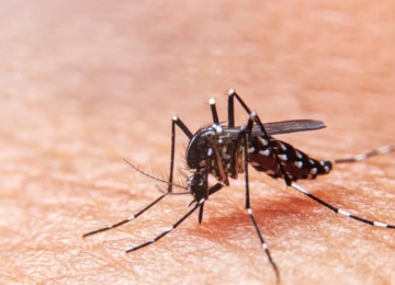 Levantamento da Saúde de Rio Verde aponta 87% dos focos de mosquito da dengue em residências e comércios