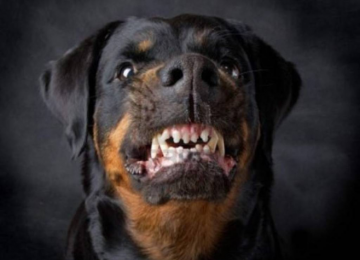 Rottweiler ataca mulher e PM dispara contra animal para se defender em Rio Verde