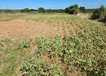 Rio Grande do Sul quer fundo de R$ 15 bi para ajudar produtores atingidos por perdas climáticas