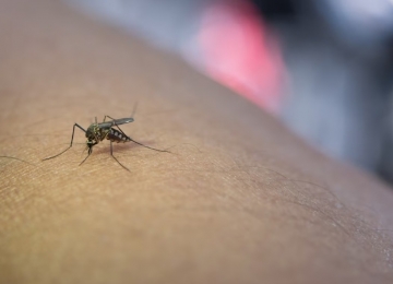 Secretaria de Saúde de Goiás alerta para casos de malária no estado