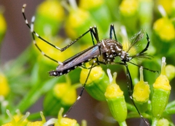 SES-GO alerta goianos para o combate ao mosquito da dengue
