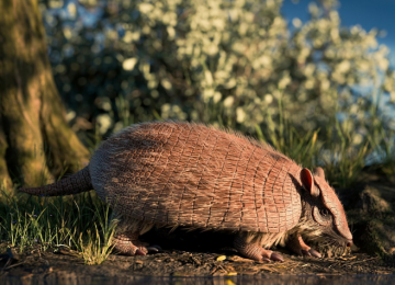  Nova espécie de tatu extinto é descoberta por pesquisadores da UFSM