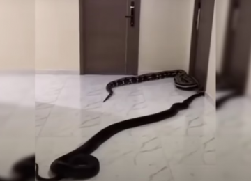 Morador solta cobras em condomínio como protesto contra latidos de cachorro na Tailândia